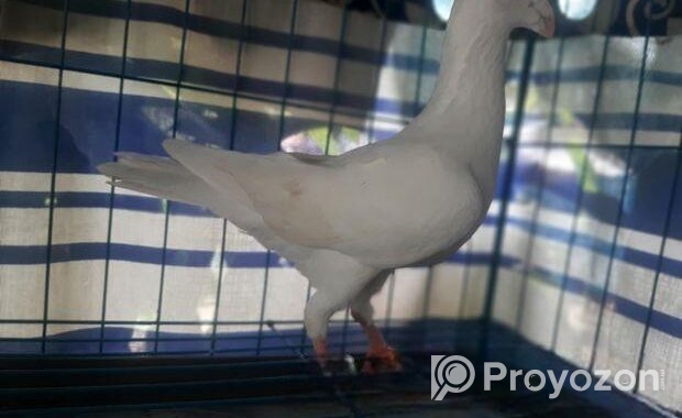 For Sale: White Huma / Homing Pigeon (Male)