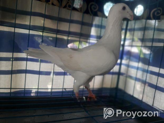For Sale: White Huma / Homing Pigeon (Male)