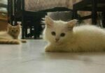 Pure Persian Kitten