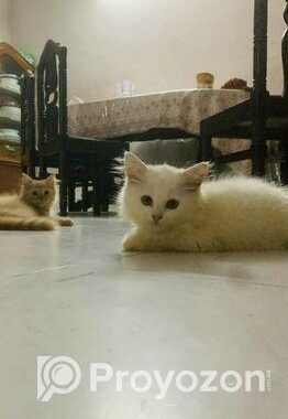 Pure Persian Kitten