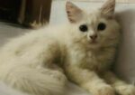 Pure Persian Kitten