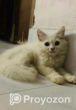 Pure Persian Kitten