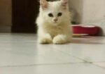 Pure Persian Kitten