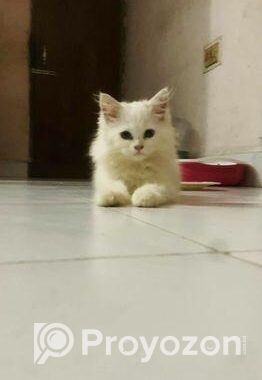 Pure Persian Kitten