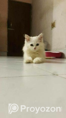Pure Persian Kitten