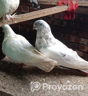 ভালো জাতের গিরিবাজ কবুতর।