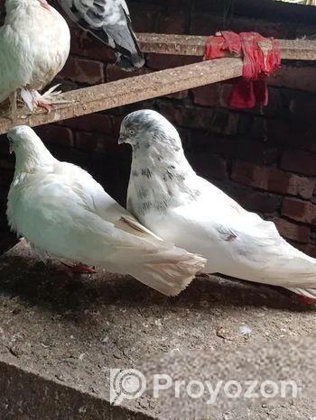 ভালো জাতের গিরিবাজ কবুতর।