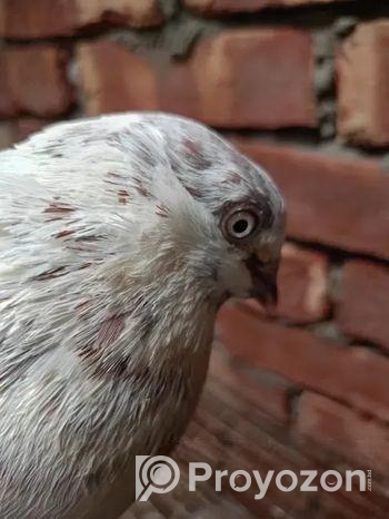 ভালো জাতের গিরিবাজ কবুতর।