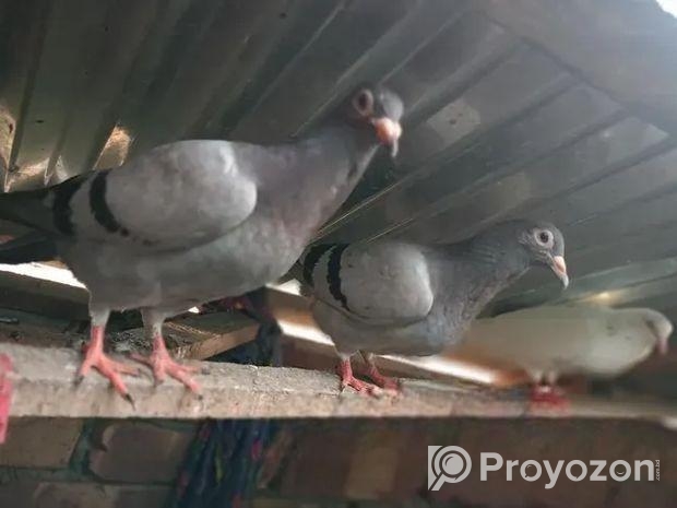 ভালো জাতের গিরিবাজ কবুতর।