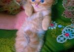Persian Female Kitten