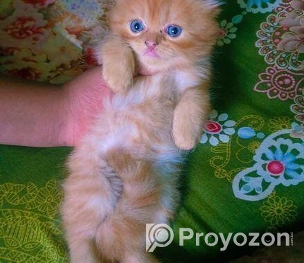 Persian Female Kitten