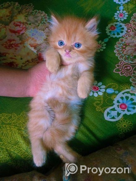 Persian Female Kitten