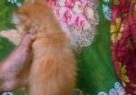 Persian Female Kitten