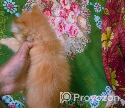 Persian Female Kitten