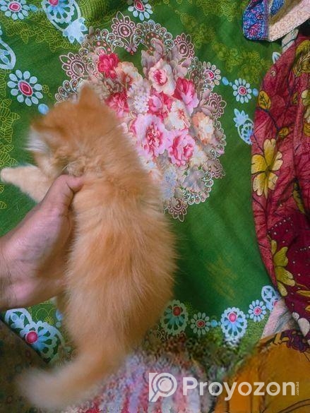 Persian Female Kitten