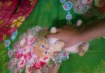 Persian Female Kitten