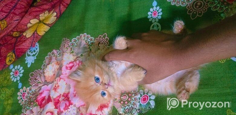 Persian Female Kitten