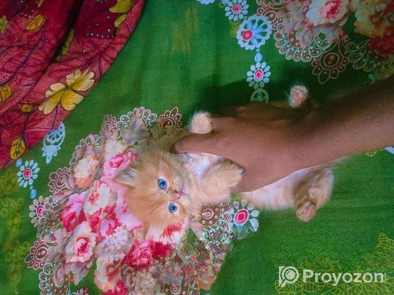 Persian Female Kitten