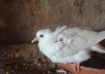 Australian Dove For Sale (healthy & Active) 1 Pic