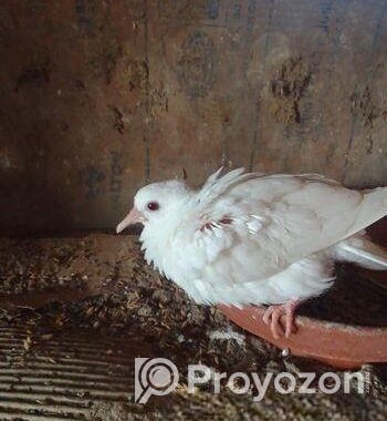 Australian Dove For Sale (healthy & Active) 1 Pic