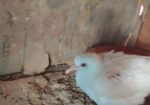 Australian Dove For Sale (healthy & Active) 1 Pic