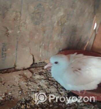 Australian Dove For Sale (healthy & Active) 1 Pic
