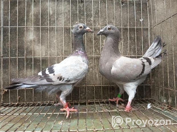 রেসার কবুতর