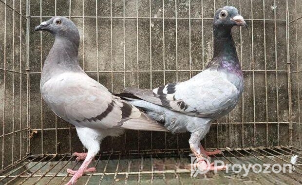 রেসার কবুতর