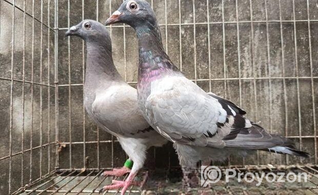 রেসার কবুতর