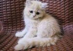 Persian Biral