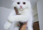 Persian Biral