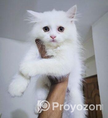 Persian Biral