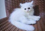 Persian Biral