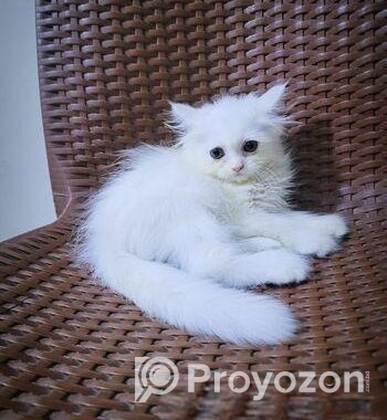 Persian Biral