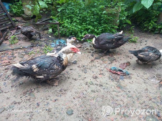 চিনা হাস বিক্রয় হবে