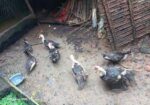 চিনা হাস বিক্রয় হবে