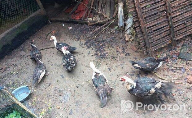 চিনা হাস বিক্রয় হবে