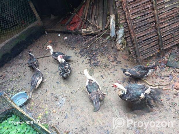 চিনা হাস বিক্রয় হবে