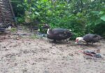 চিনা হাস বিক্রয় হবে