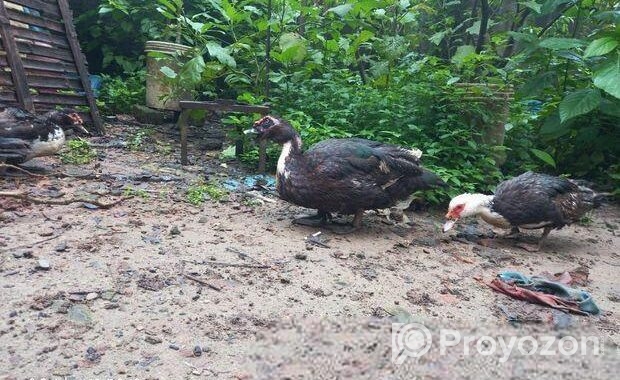 চিনা হাস বিক্রয় হবে