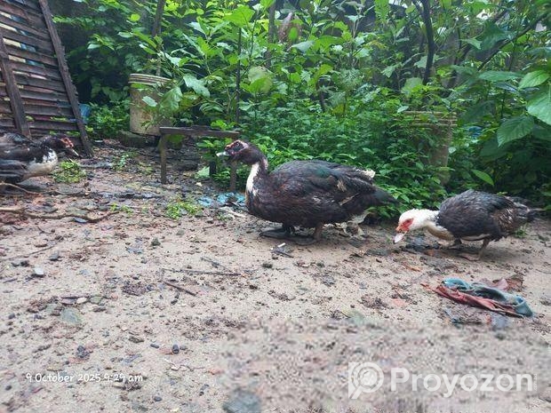 চিনা হাস বিক্রয় হবে