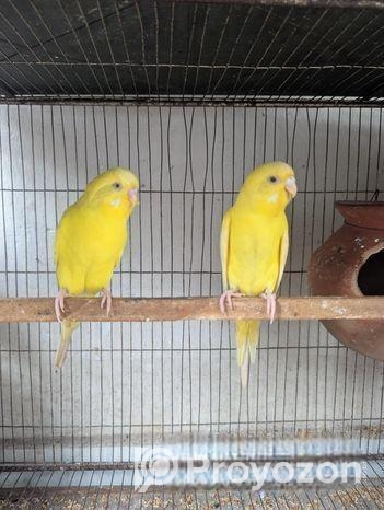 রানিং লুটিনো রেড আই বাজ্রিগার পেয়ার