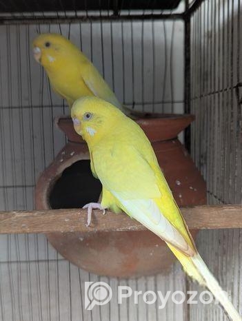 রানিং লুটিনো রেড আই বাজ্রিগার পেয়ার