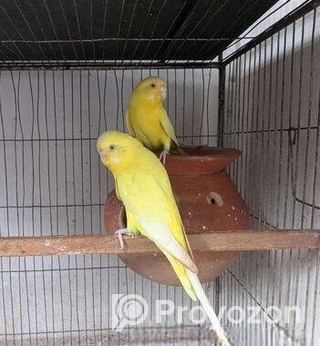 রানিং লুটিনো রেড আই বাজ্রিগার পেয়ার