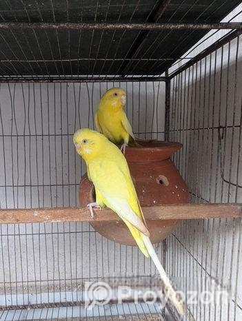 রানিং লুটিনো রেড আই বাজ্রিগার পেয়ার