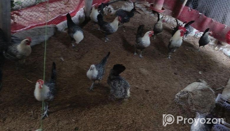 মিশরীয় ফাউমি মুরগী