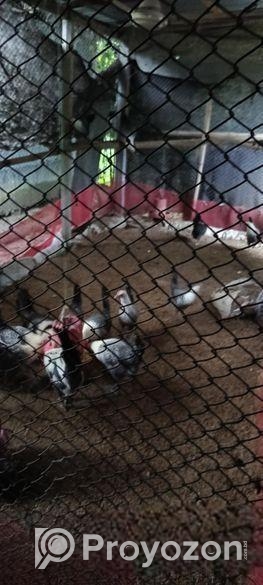 মিশরীয় ফাউমি মুরগী