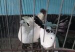 লক্ষা কবুতর