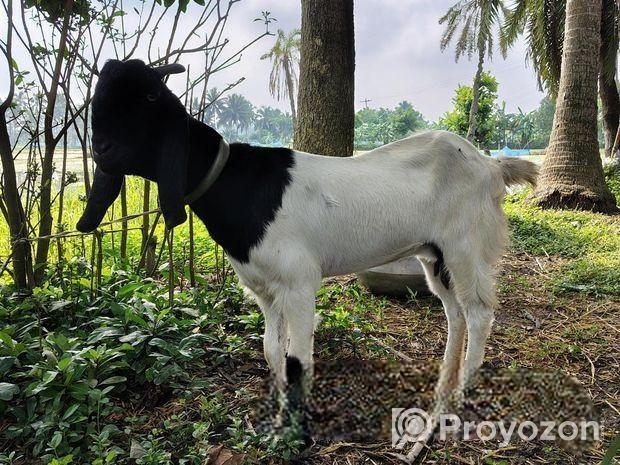 মায়া ছাগল