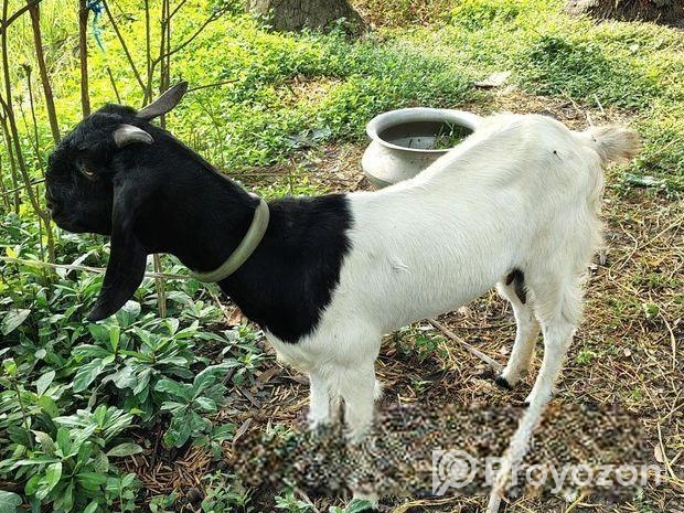 মায়া ছাগল